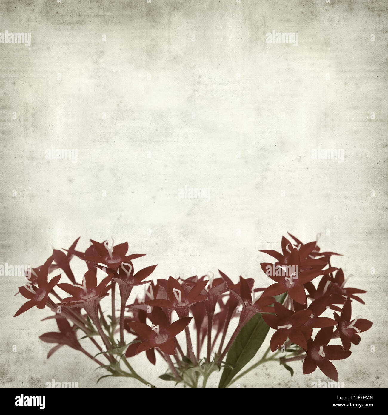textured old paper background with pentas flowers Stock Photo