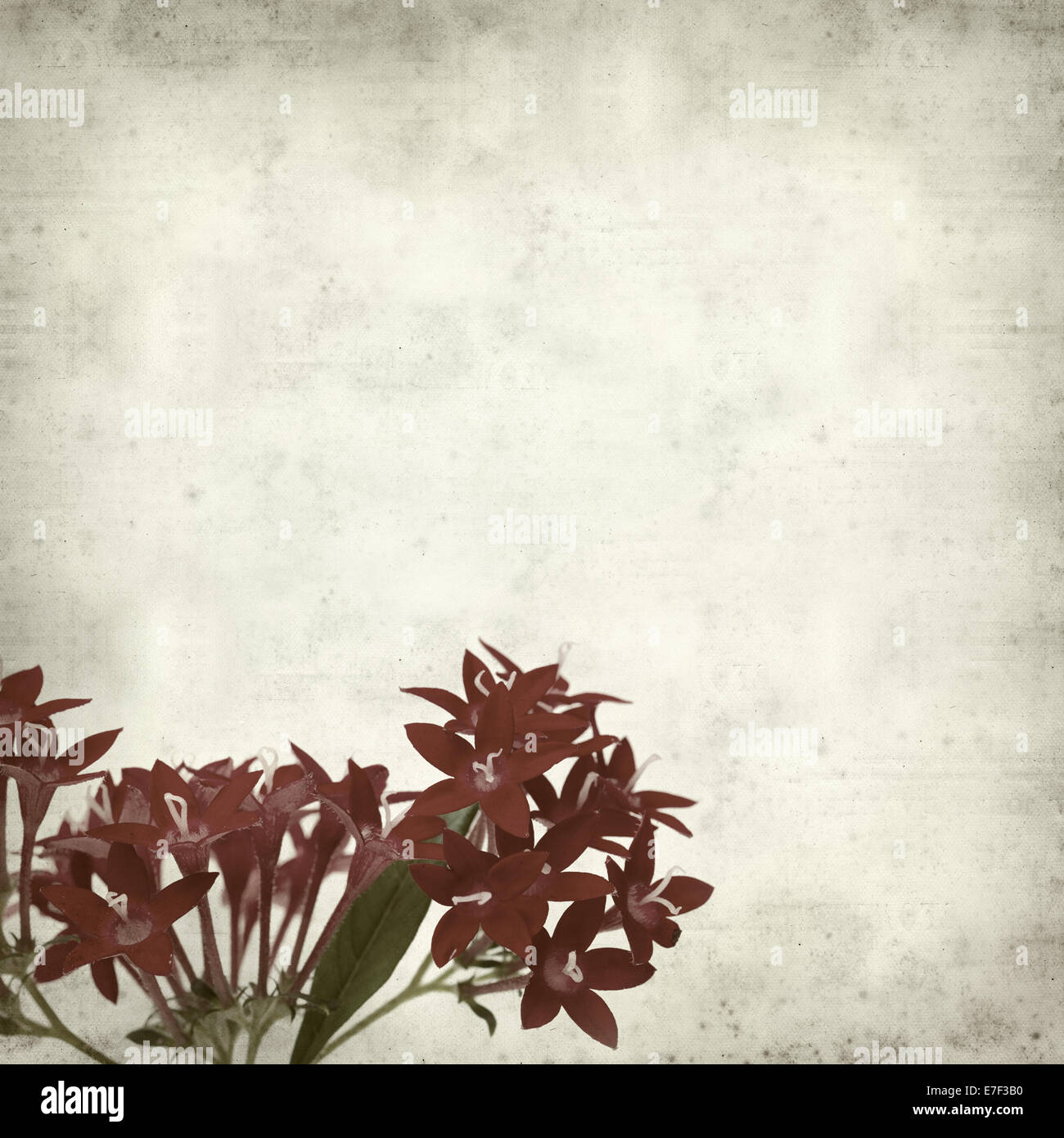 textured old paper background with pentas flowers Stock Photo