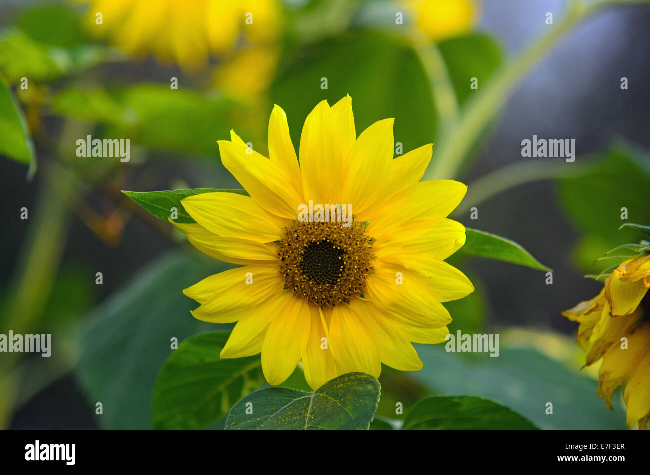 Sunflower buds hires stock photography and images Alamy