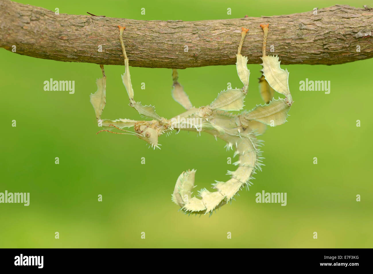 Giant Prickly Stick Insect (Extatosoma tiaratum), female, native to
