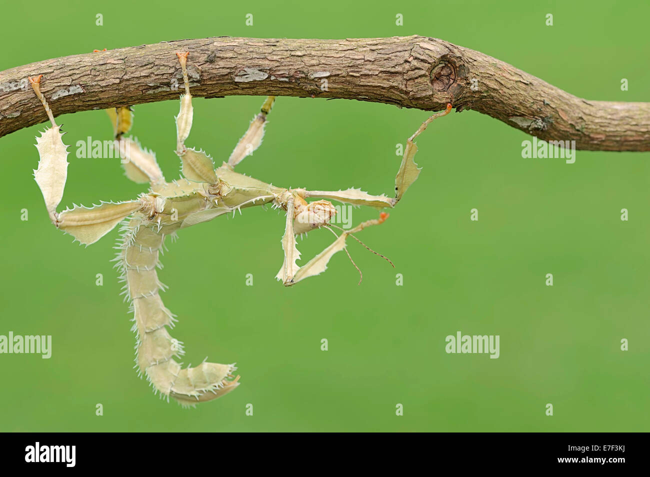 Giant Prickly Stick Insect (Extatosoma tiaratum), female, native to Australia, captive, North Rhine-Westphalia, Germany Stock Photo