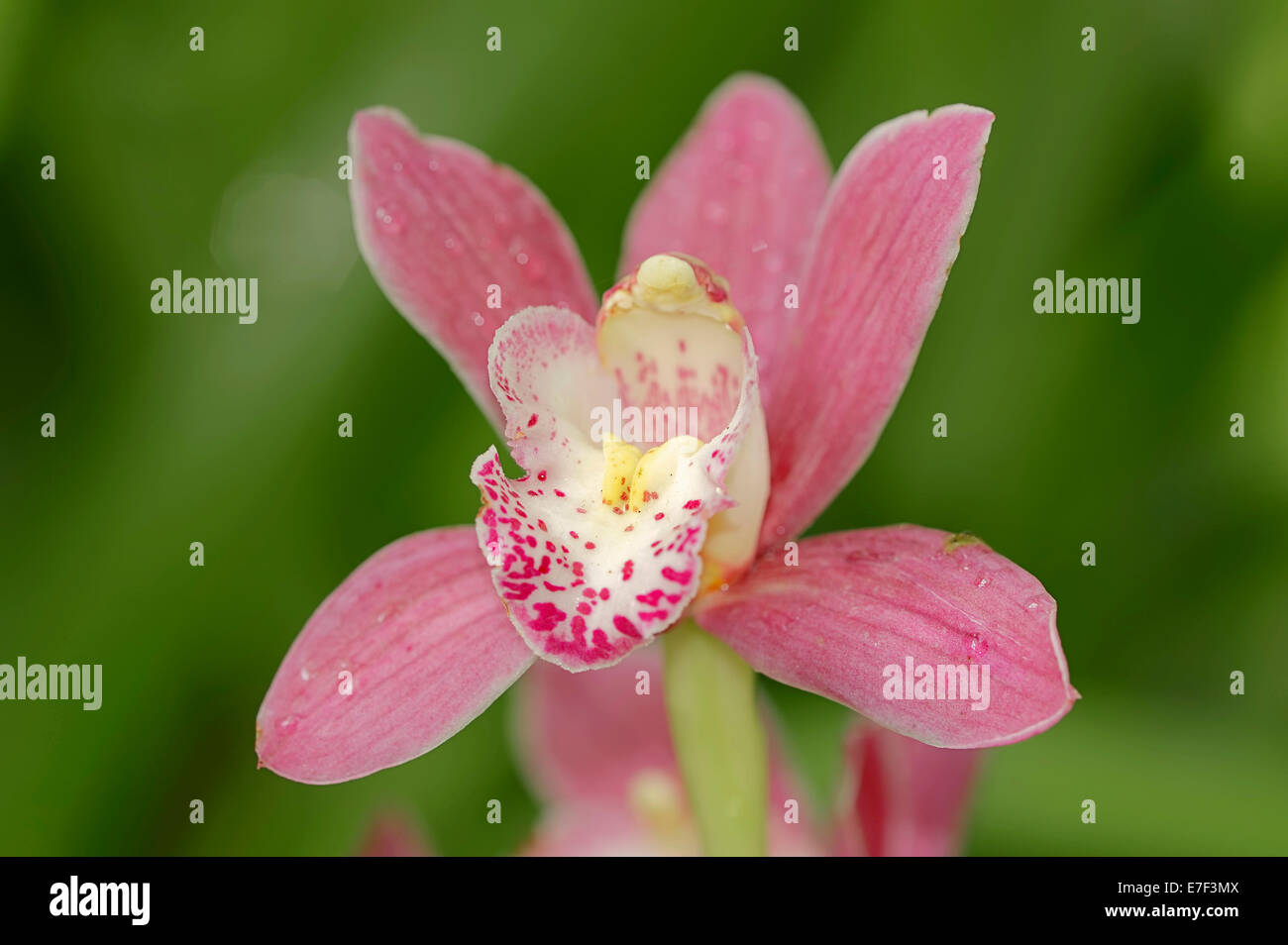 Boat orchid (Cymbidium sp.), flower, Germany Stock Photo