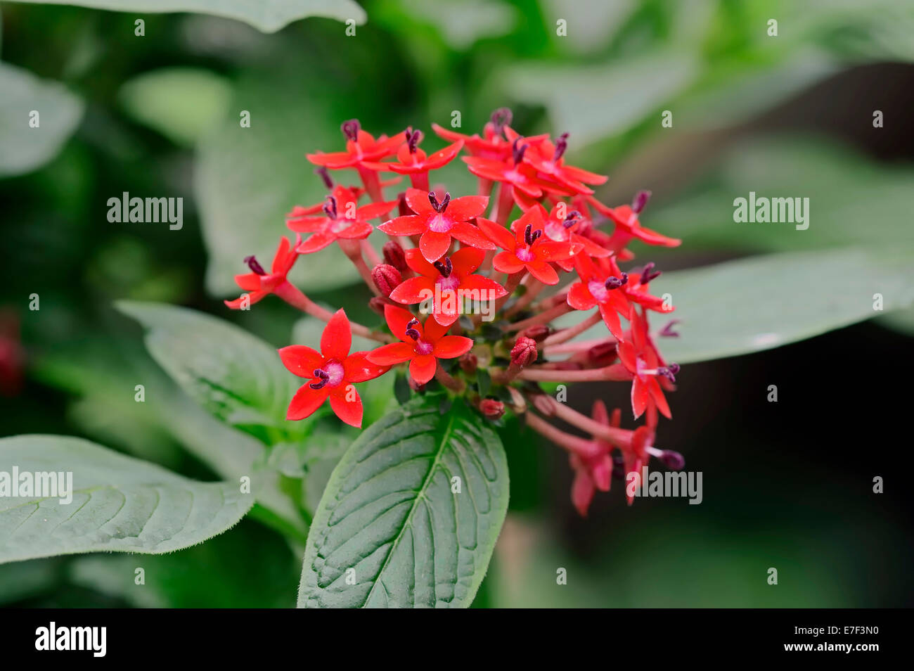 Egyptian Starcluster (Pentas lanceolata), flowers, native to tropical Africa and the Arabian Peninsula, ornamental plant Stock Photo