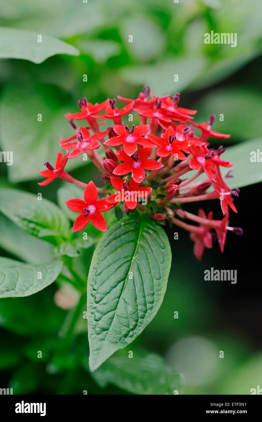 Egyptian Starcluster (Pentas lanceolata), flowers, native to tropical
