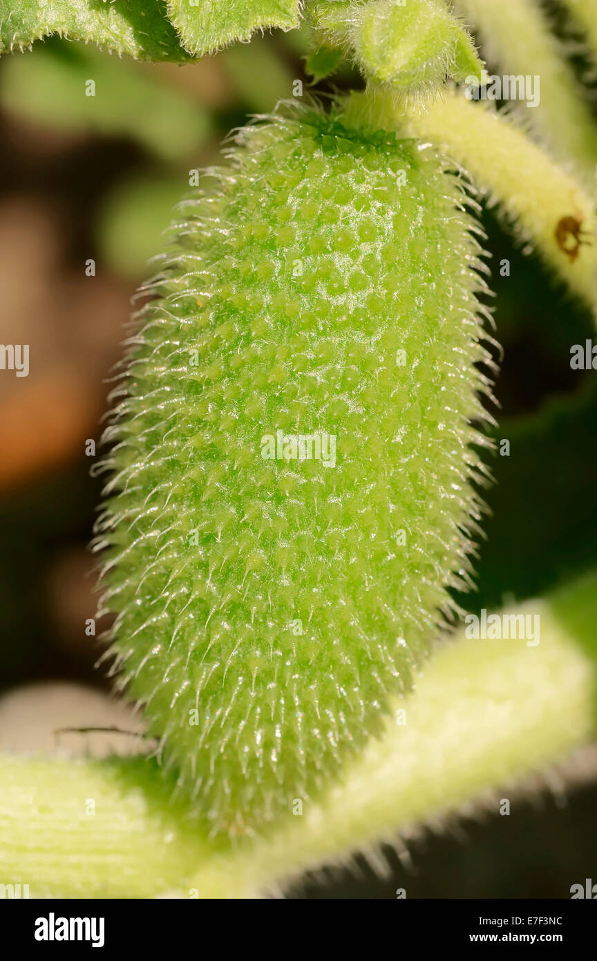 Squirting Cucumber Hi res Stock Photography And Images Alamy squirting-cucumber-hi-res-stock-photography-and-images-alamy
