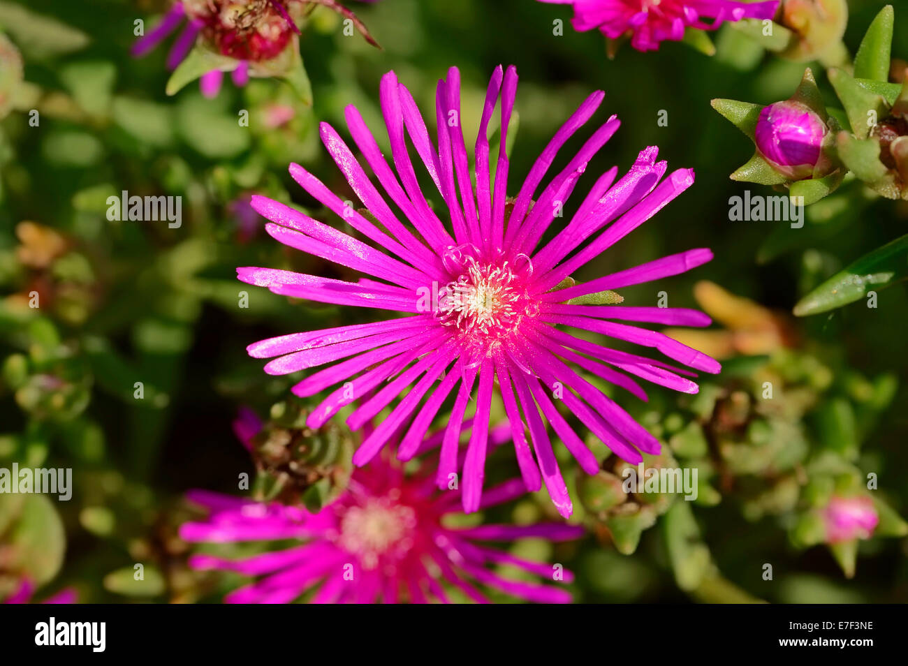 Hardy Pink Ice Plant (Delosperma cooperi, Mesembryanthemum cooperi), flower, native to Africa Stock Photo