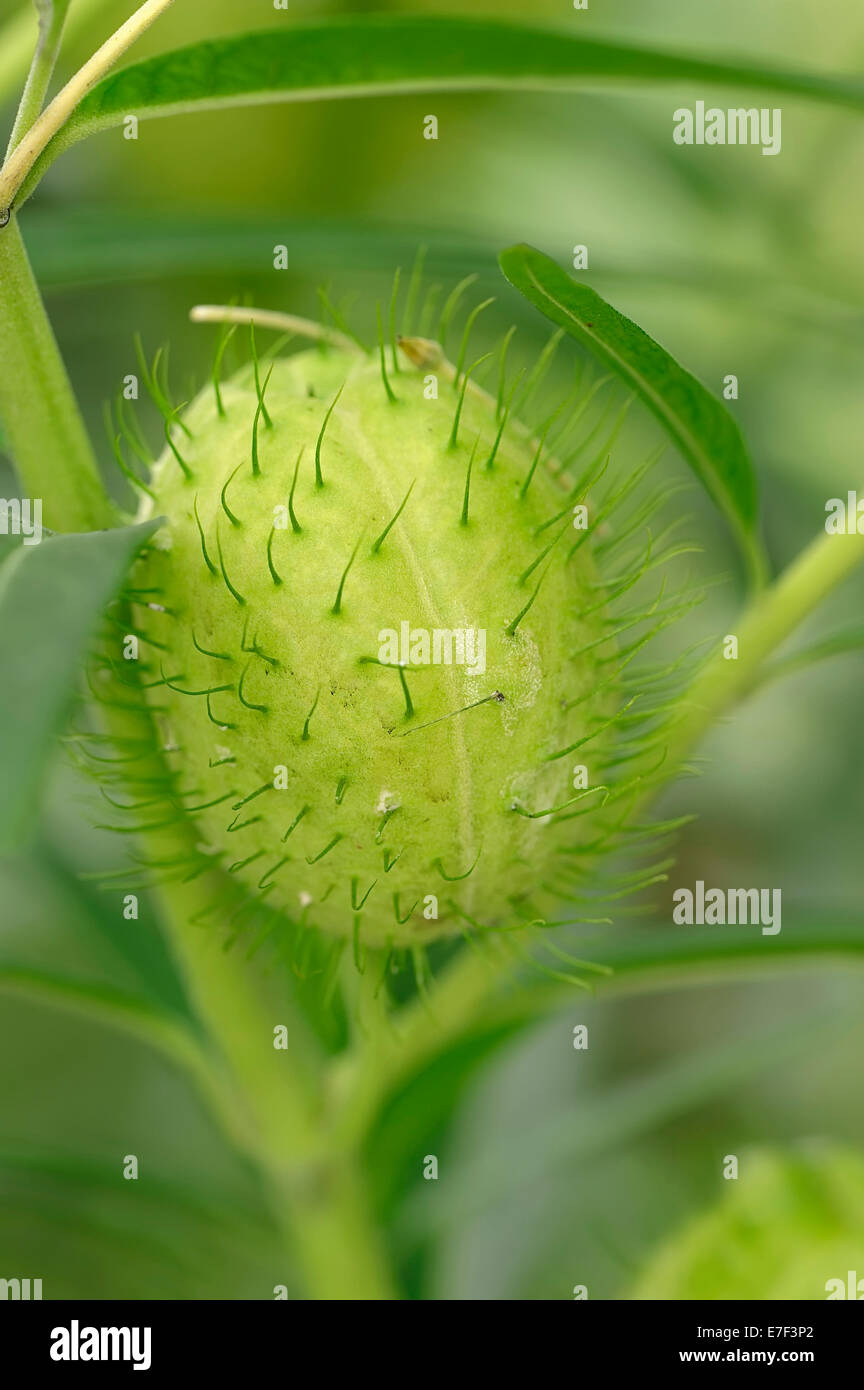 Narrow-leaf Cotton Bush or Milkweed (Gomphocarpus fruticosus, Asclepias fruticosa), fruit, native to southern Africa, eastern Stock Photo