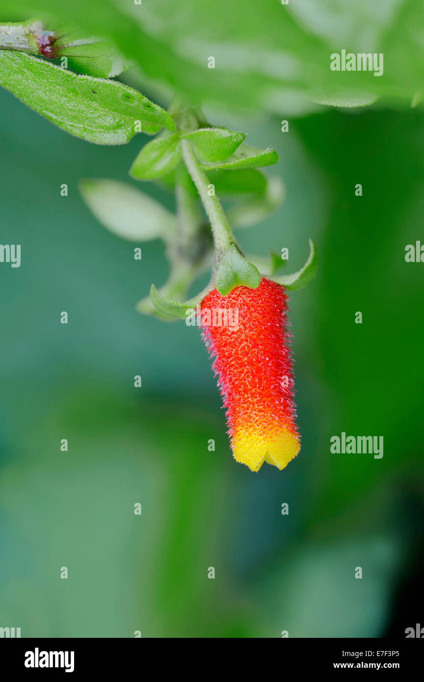 Candy Corn Vine (Manettia luteorubra, Manettia bicolor), flower, native to South America Stock Photo