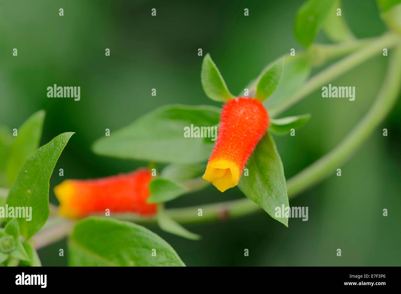 Candy Corn Vine (Manettia luteorubra, Manettia bicolor), flower, native to South America Stock Photo