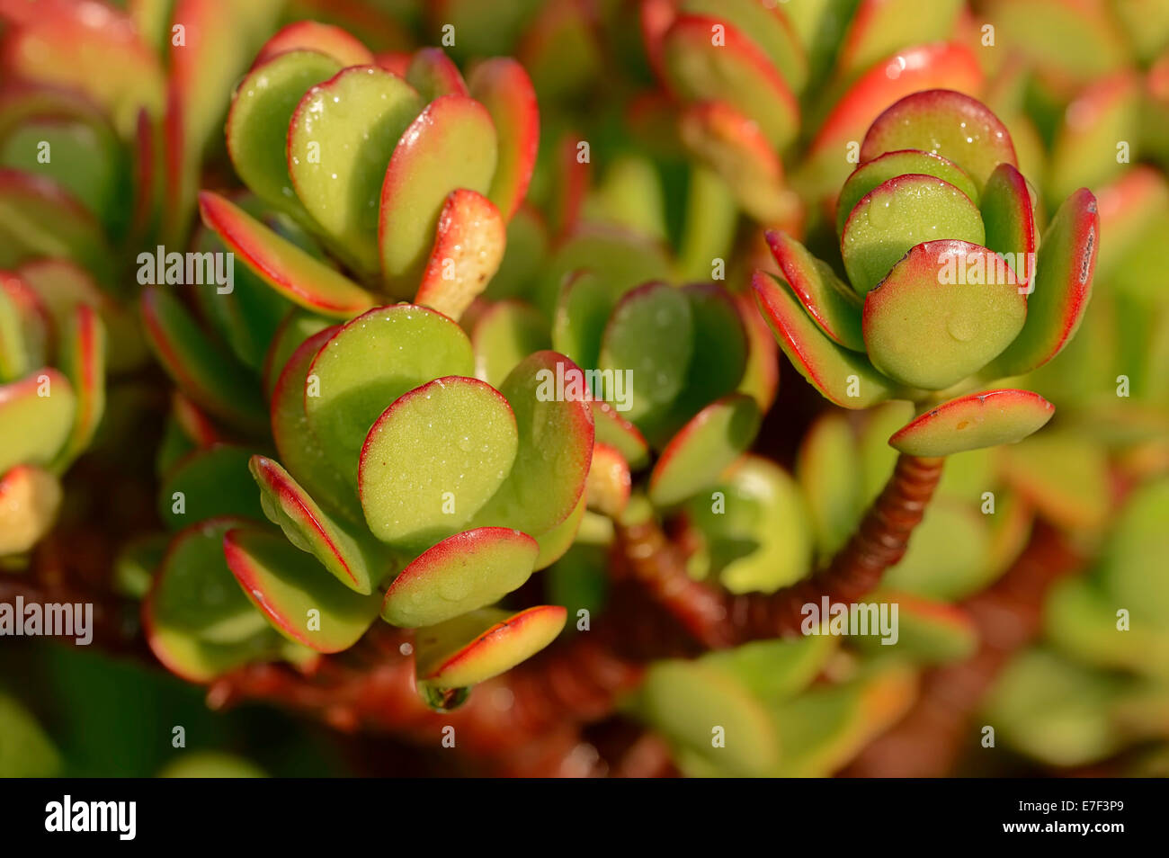 Silver Dollar Plant (Crassula arborescens), leaves, native to South Africa Stock Photo