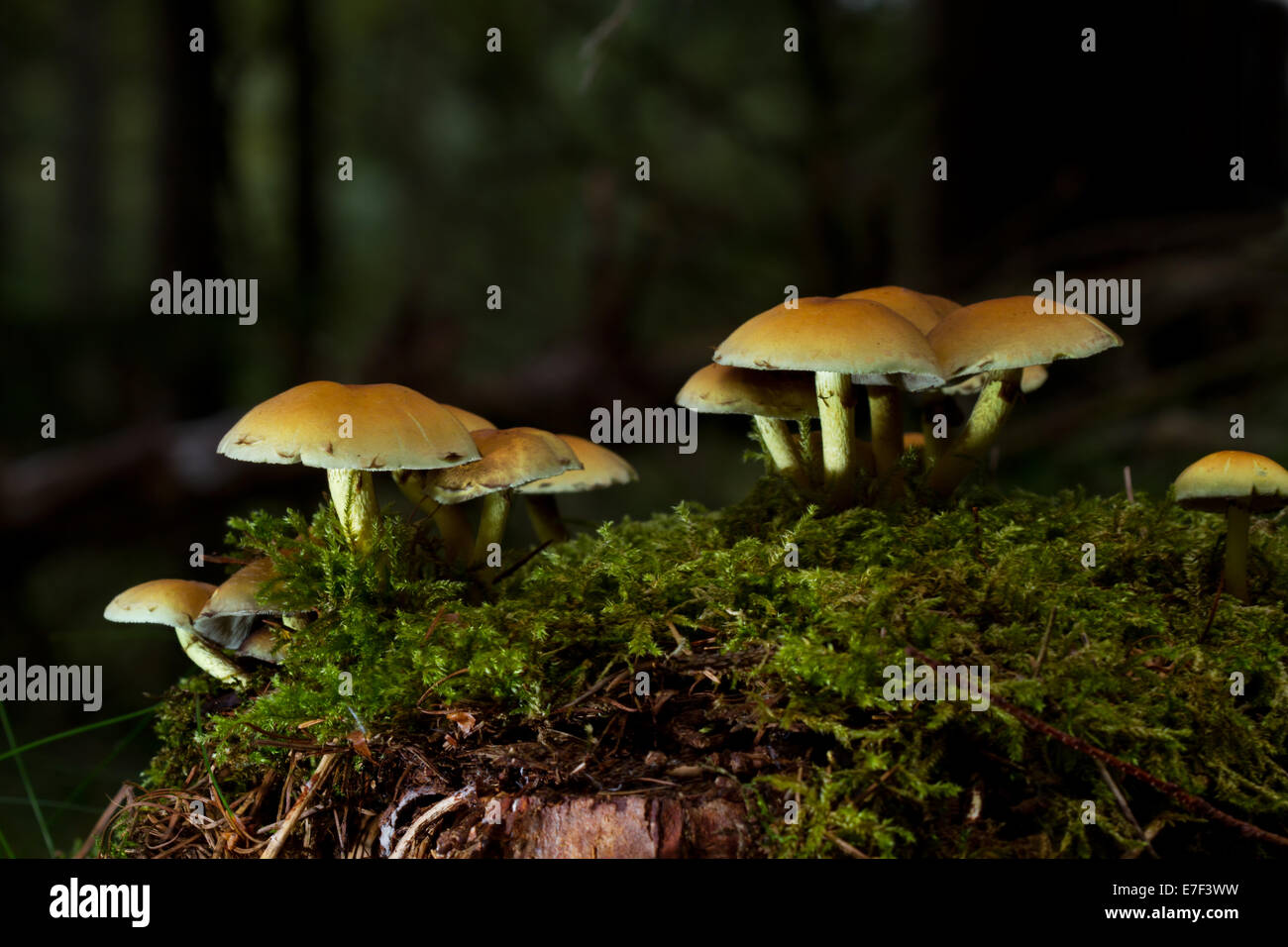 Sulphur Tuft, a poisonous mushroom, on a rotting treetrunk covered with moss. Stock Photo