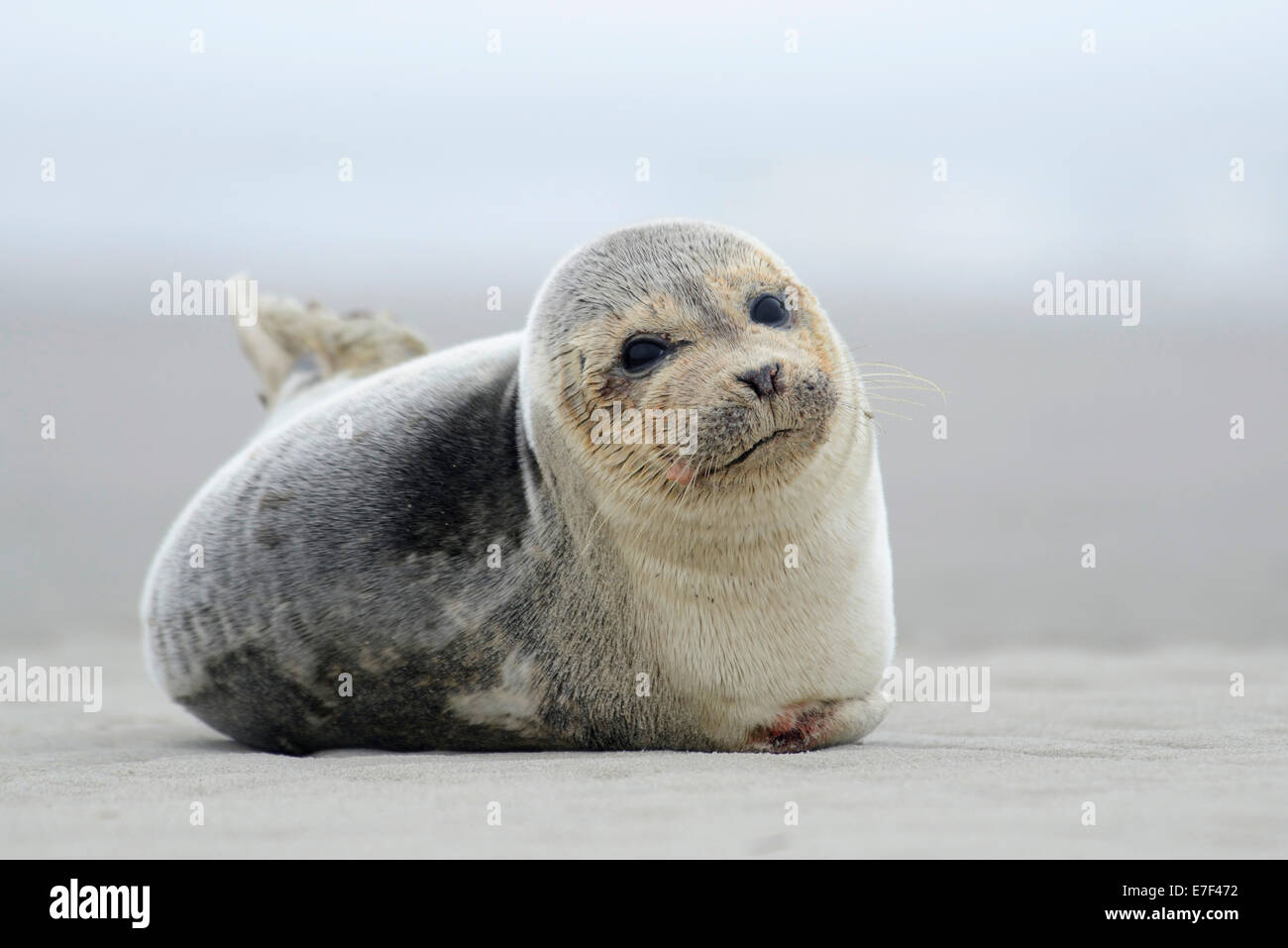 Harbor seal (Phoca vitulina), Langeoog, East Frisia, Lower Saxony, Germany Stock Photo