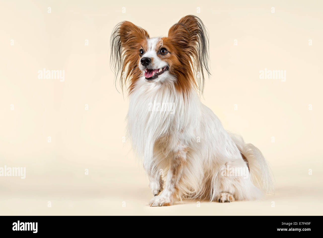 Papillon dog, 7 years, color White Sable Stock Photo - Alamy