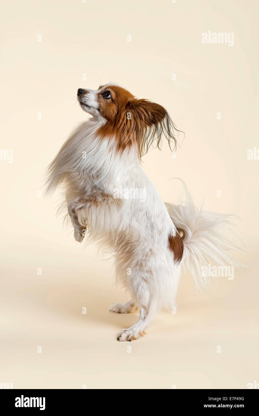 Papillon dog, male, 7 years, colour white sable Stock Photo - Alamy