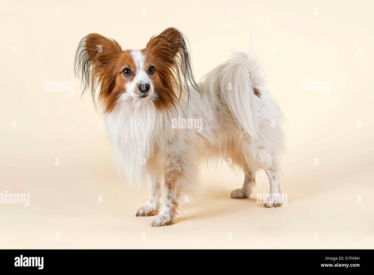 Sable sales fur dog