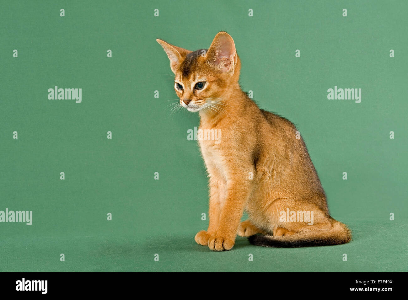 Abyssinian Kitten, ruddy Stock Photo