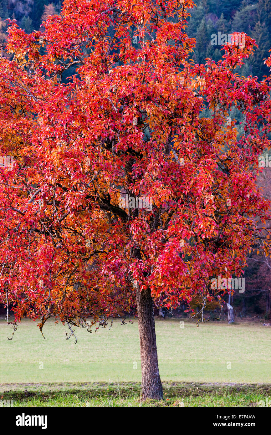 Apple tree in autumn, North Tyrol, Austria Stock Photo