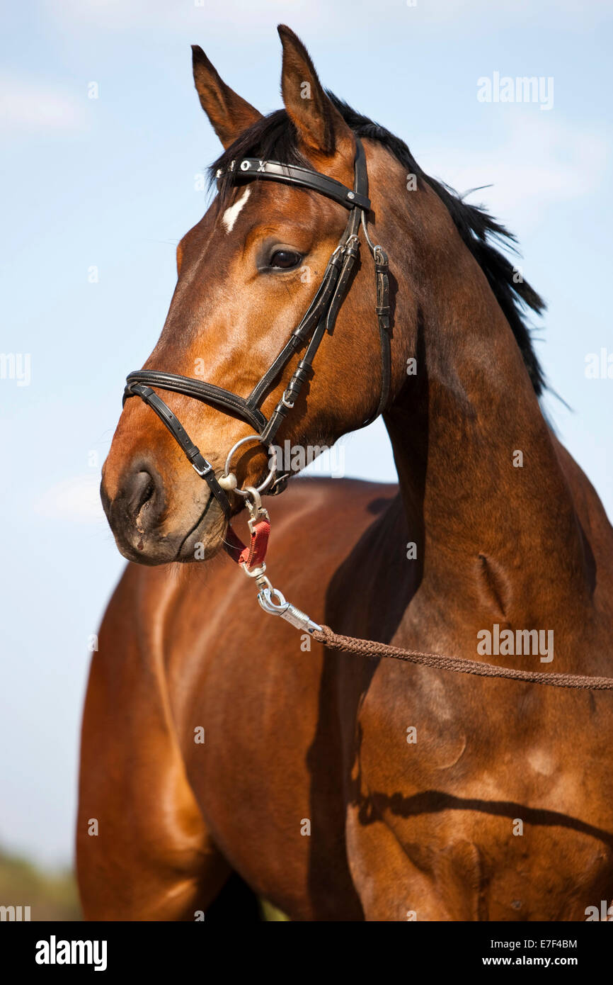 Austrian Warmblood, Bay, bridle with snaffle and longeing strap, North Tyrol, Austria Stock Photo