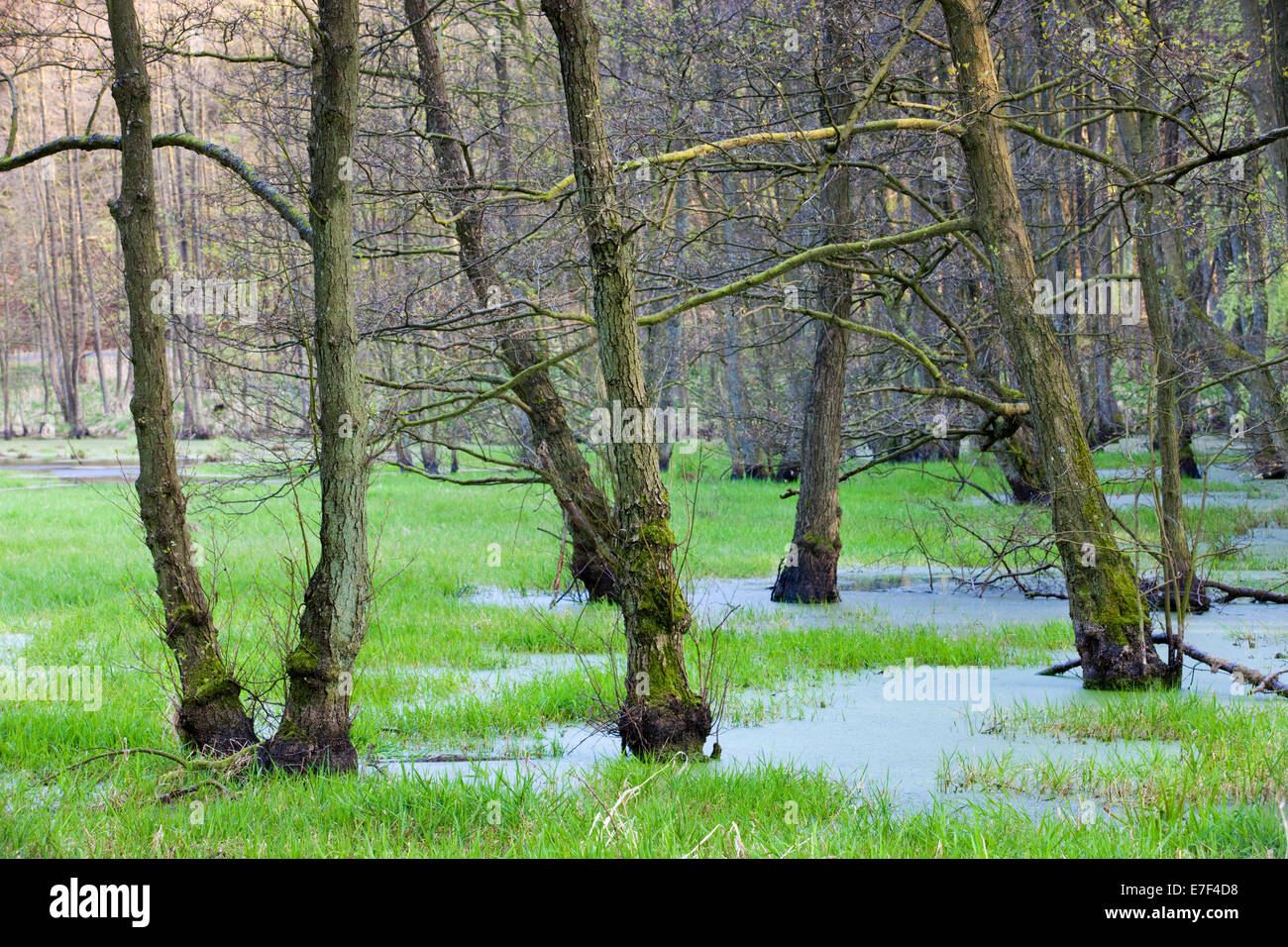 Forest with wetland, Jasmund National Park, UNESCO World Heritage Site, Rügen, Mecklenburg-Western Pomerania, Germany Stock Photo
