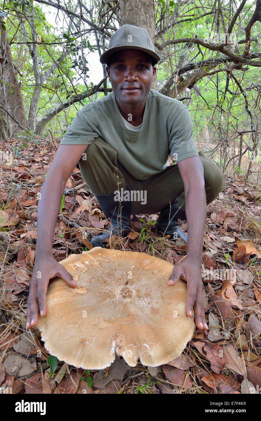 Man presenting giant mushroom 