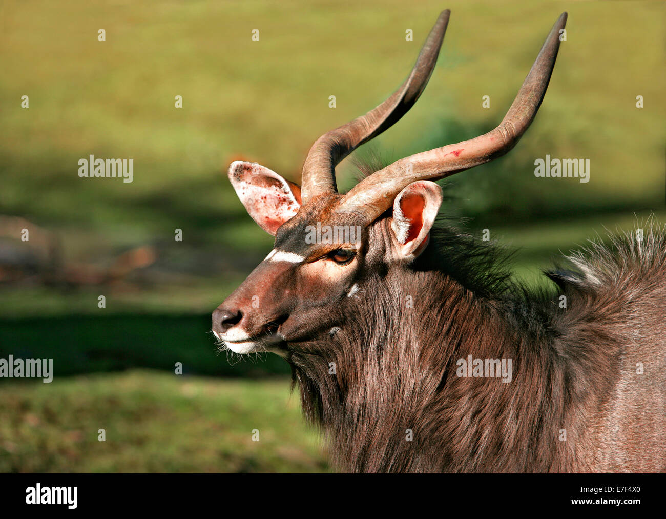 Nyala Antelope (Tragelaphus angasii), Hellabrunn Zoo, Munich, Upper Bavaria, Bavaria, Germany Stock Photo