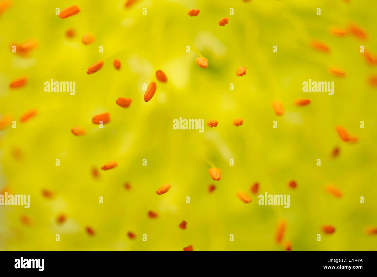Stamens, Denseflower Mullein (Verbascum densiflorum), macro shot, detail Stock Photo