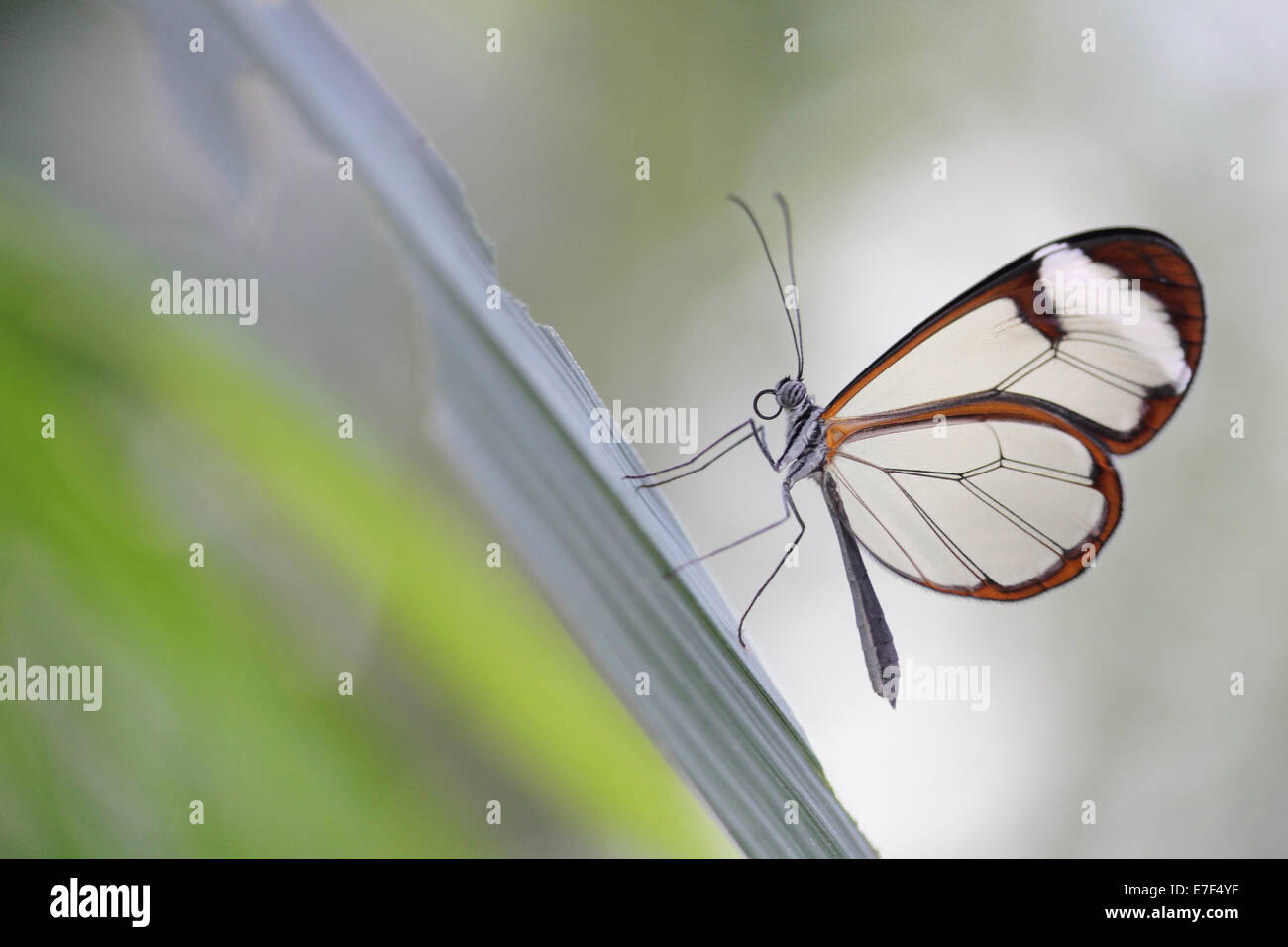Glasswinged Butterfly (Greta oto), captive, Butterfly House, Mainau, Baden-Württemberg, Germany Stock Photo