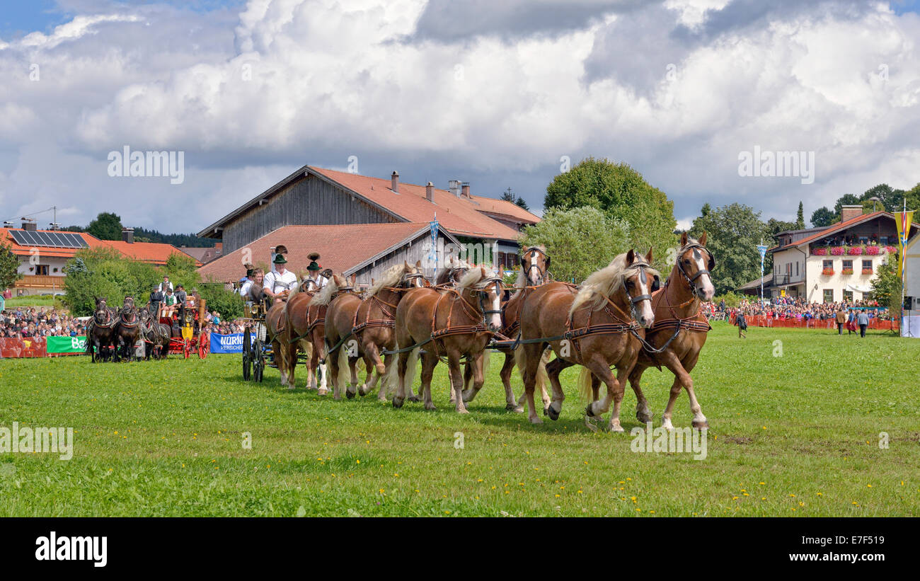 Ten-horse carriage with Black Forest chestnut-coloured horses from Ohlstadt and a ten-horse carriage with Noric horses from Stock Photo