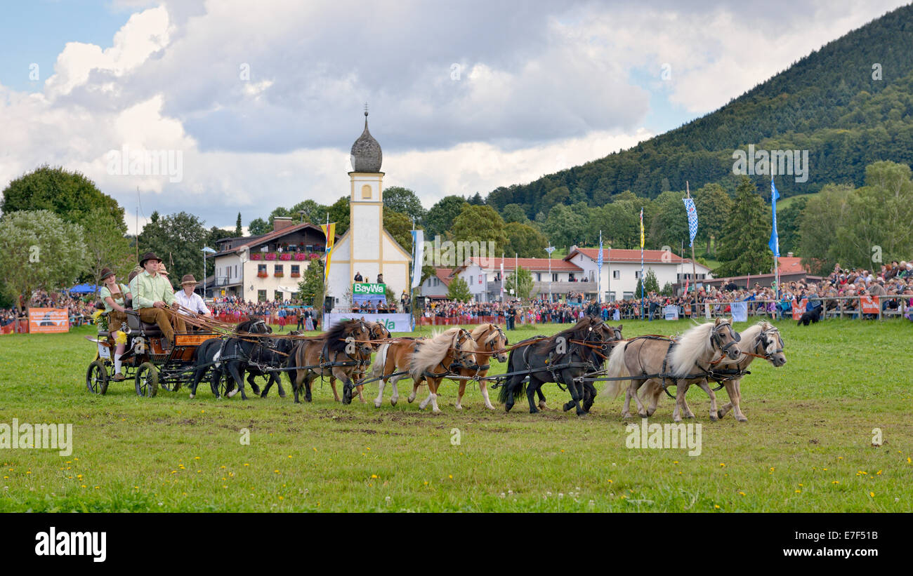 Ten-horse carriage with mini ponies from Neunburg vorm Wald in the Upper Palatinate, in front of Leonhardi Chapel, first Stock Photo