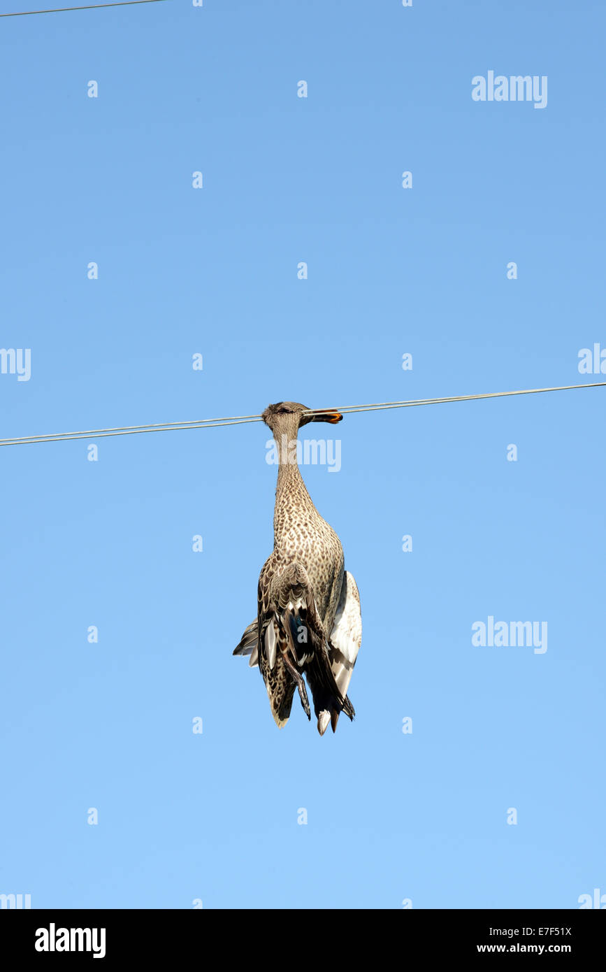 Dead duck hanging on a power line, wildlife accident, Free State Province, South Africa Stock Photo