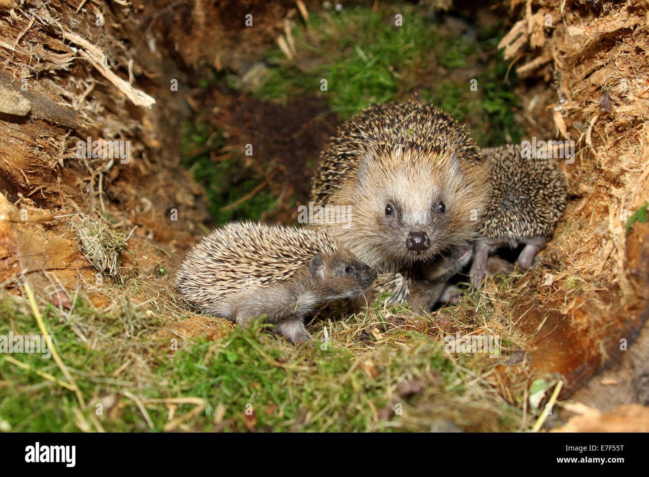 Hedgehog young nest hires stock photography and images Alamy