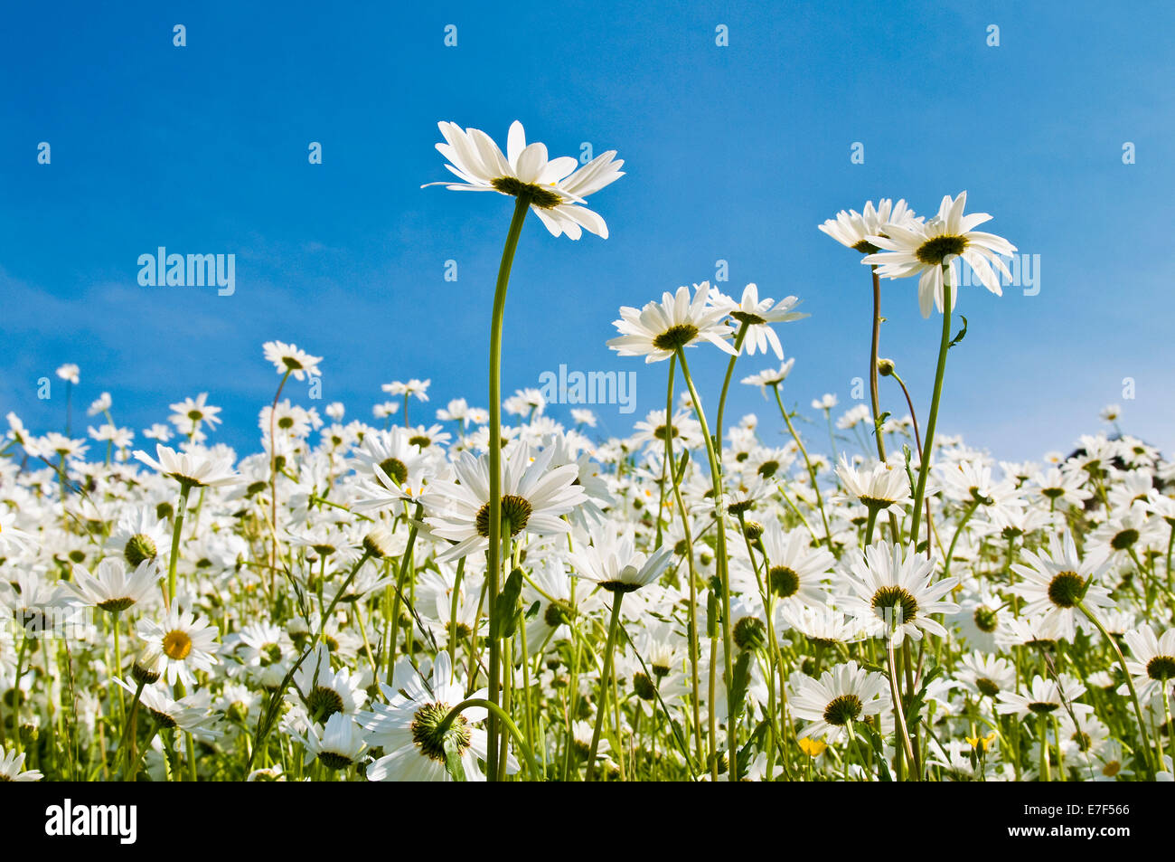 Ox-Eye Daisies (Leucanthemum vulgare) and grasses, Schleswig-Holstein, Germany Stock Photo