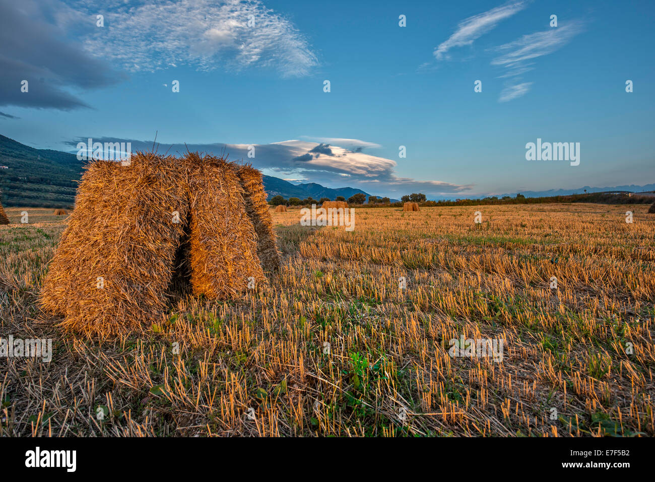 Hay bales in the fields, Gubbio, Umbria, Italy Stock Photo - Alamy