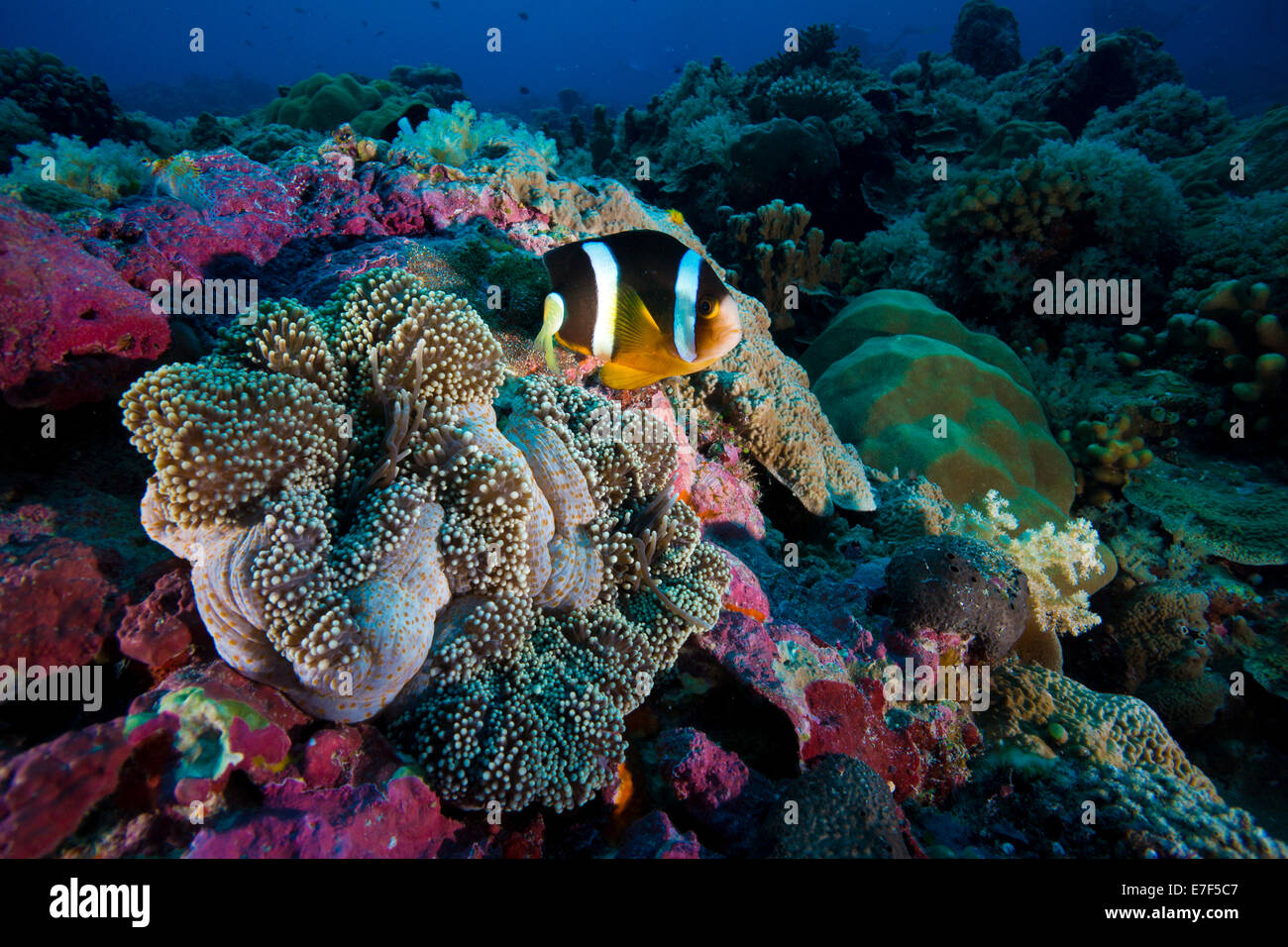 Clark's anemonefish (Amphiprion clarkii), Palau Stock Photo