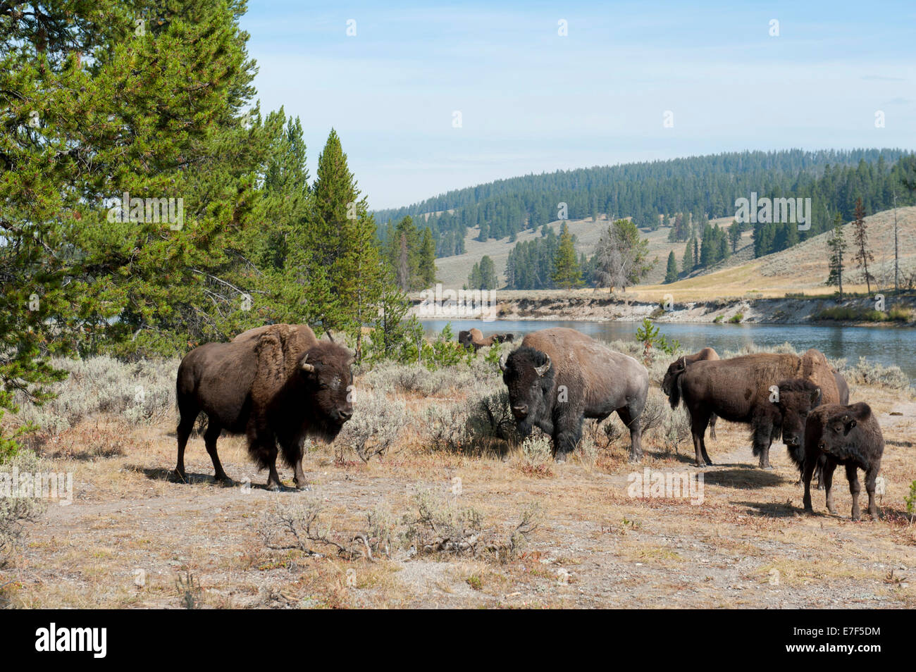 Herd of American Bison (Bison bison) beside Yellowstone River, Yellowstone National Park, Wyoming, USA Stock Photo