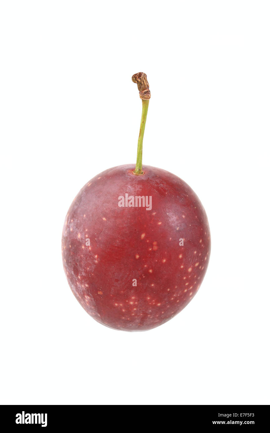 Cherry plum, Myrobolane Stock Photo