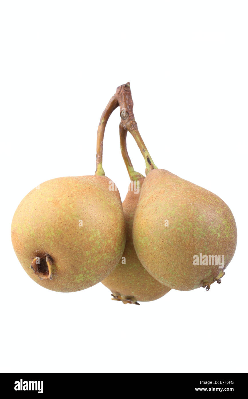 Pear, Gute Graue variety Stock Photo