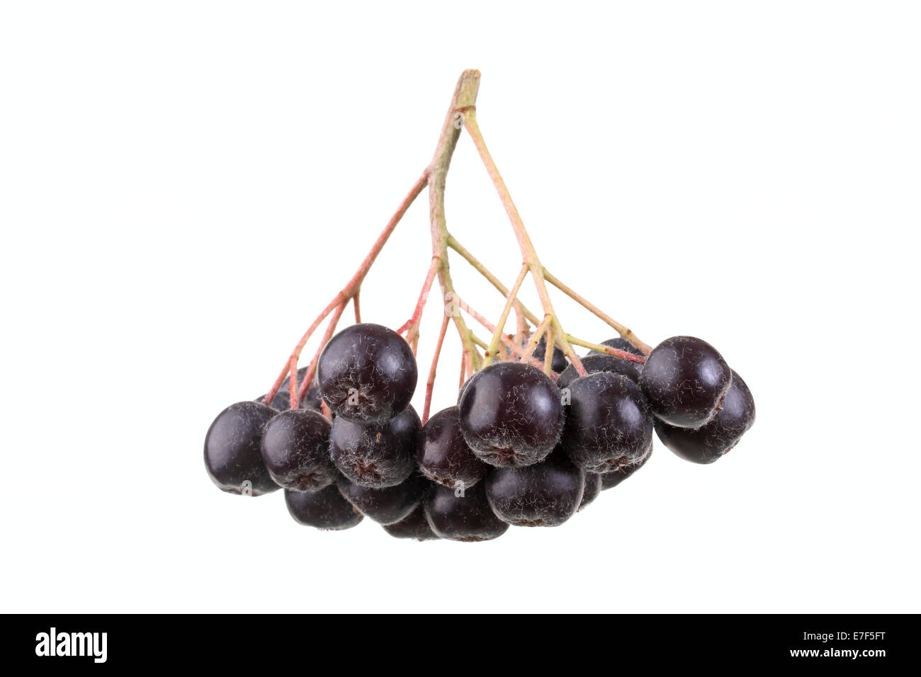Fruit umbel, chokeberries (Aronia prunifolia 'Viking') Stock Photo