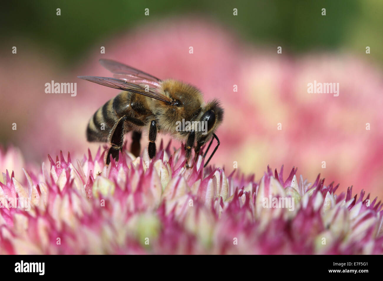 Bee (Apis sp.), Baden-Württemberg, Germany Stock Photo