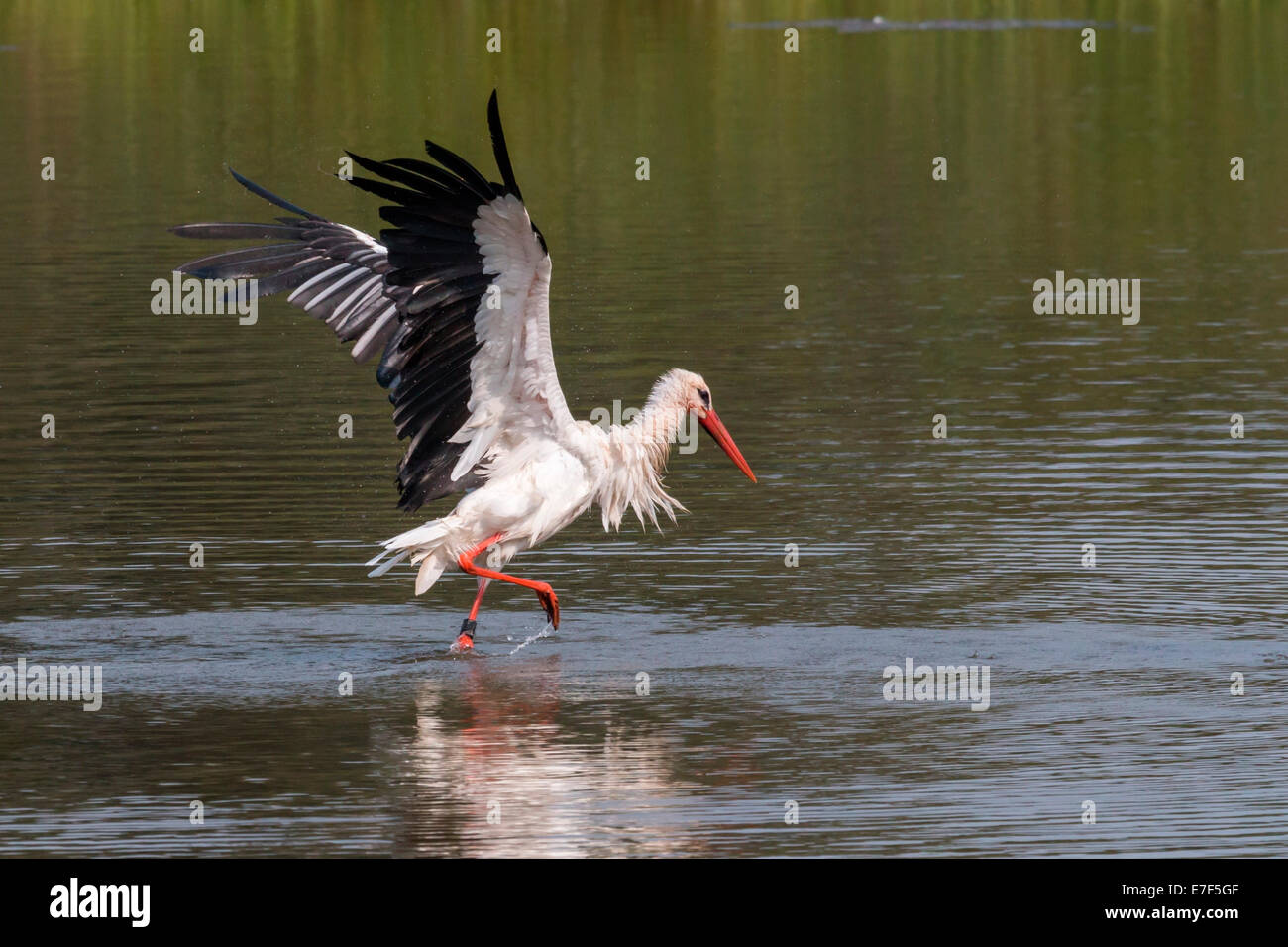White Stork (Ciconia ciconia) standing in water, bathing, with wings spread, North Hesse, Hesse, Germany Stock Photo