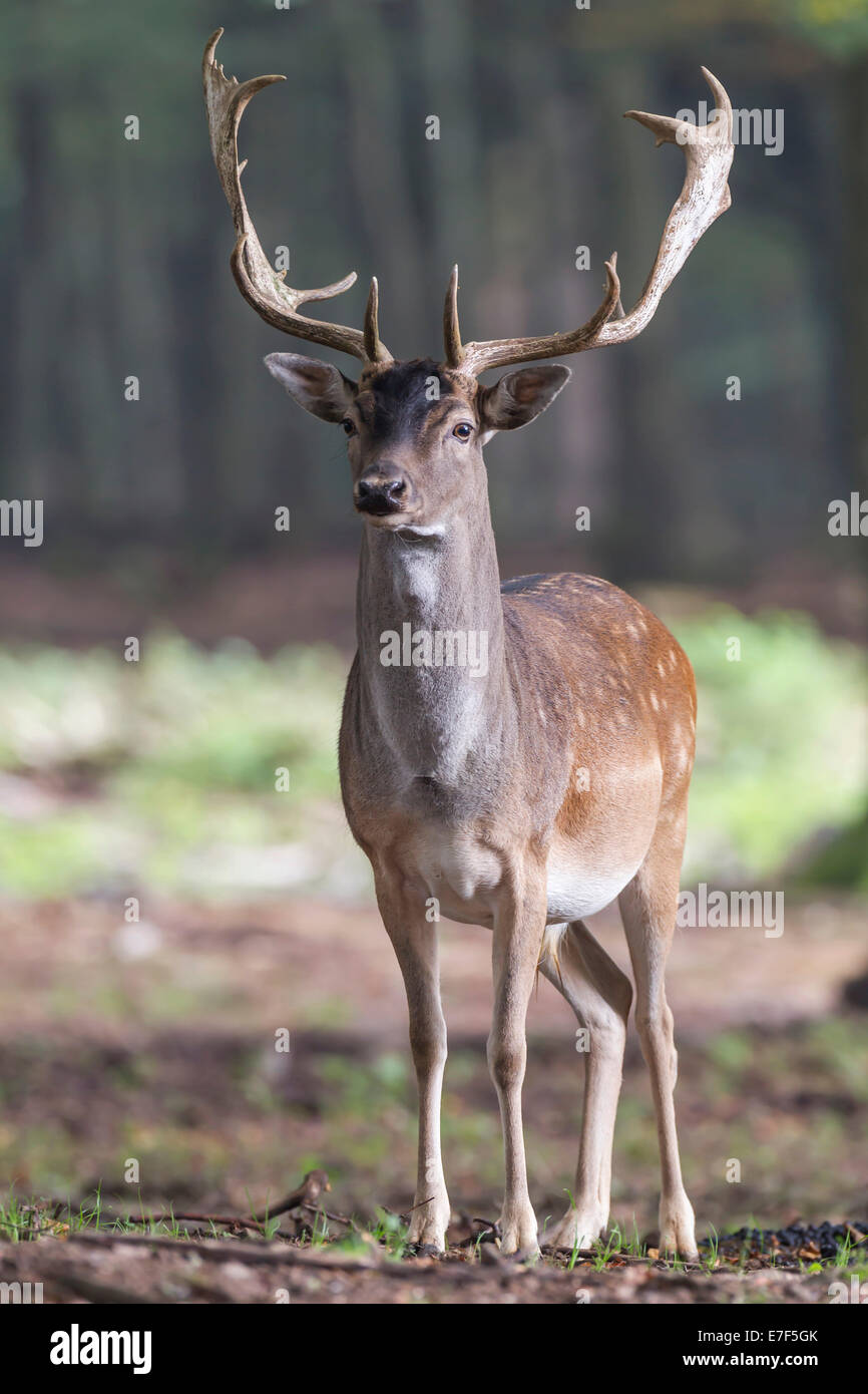 Fallow Deer (Dama dama), buck, captive, Vulkaneifel, Eifel, Rhineland-Palatinate, Germany Stock Photo