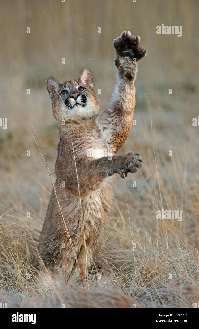 Cougar, Mountain Lion or Puma (Puma concolor), captive, Czech Republic  Stock Photo - Alamy