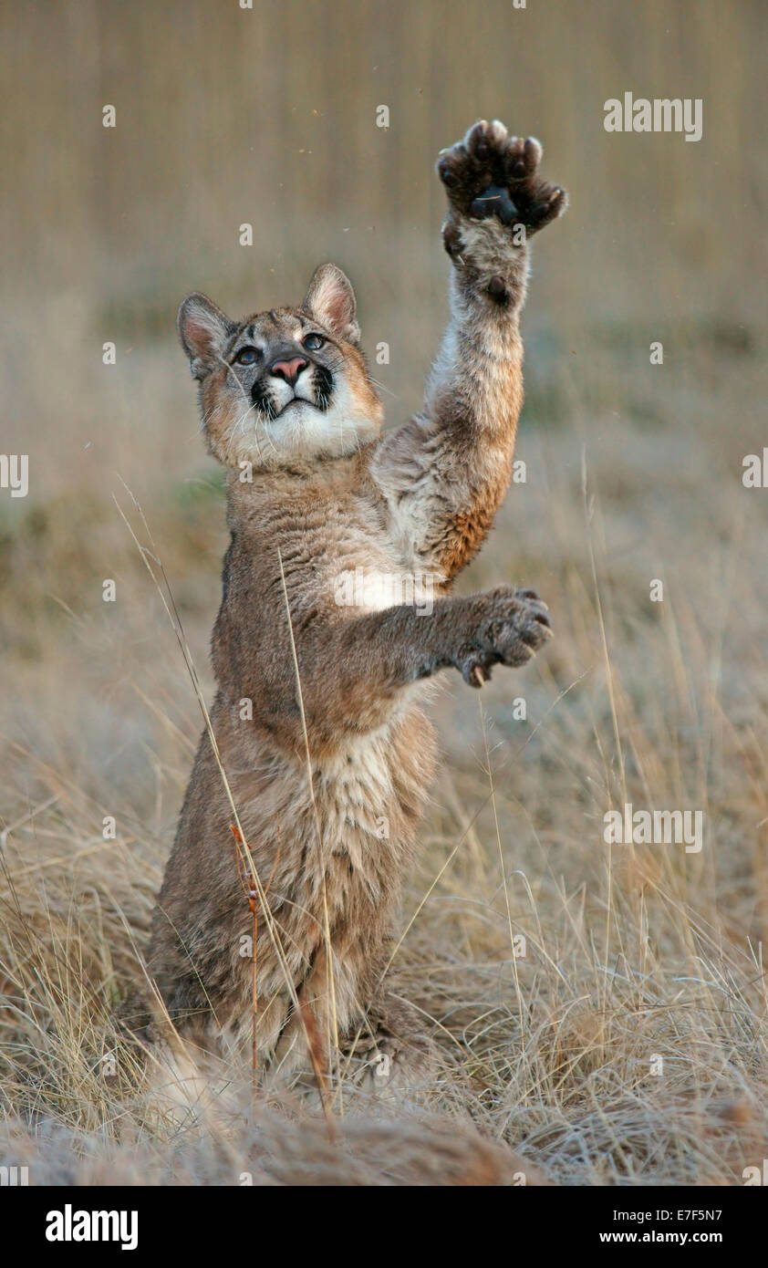 Puma paw hi-res stock photography and images - Alamy