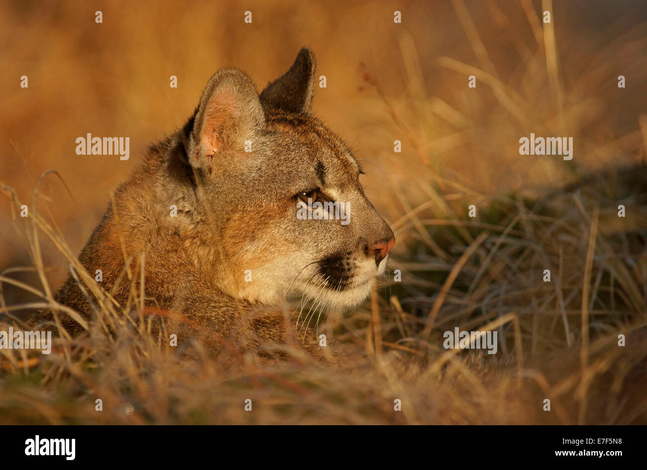 Cougar, Mountain Lion or Puma (Puma concolor), captive, Czech Republic  Stock Photo - Alamy