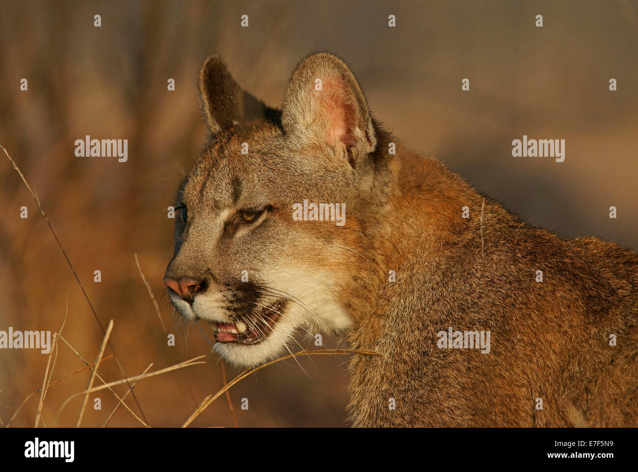 Cougar, Mountain Lion or Puma (Puma concolor), captive, Czech Republic Stock Photo