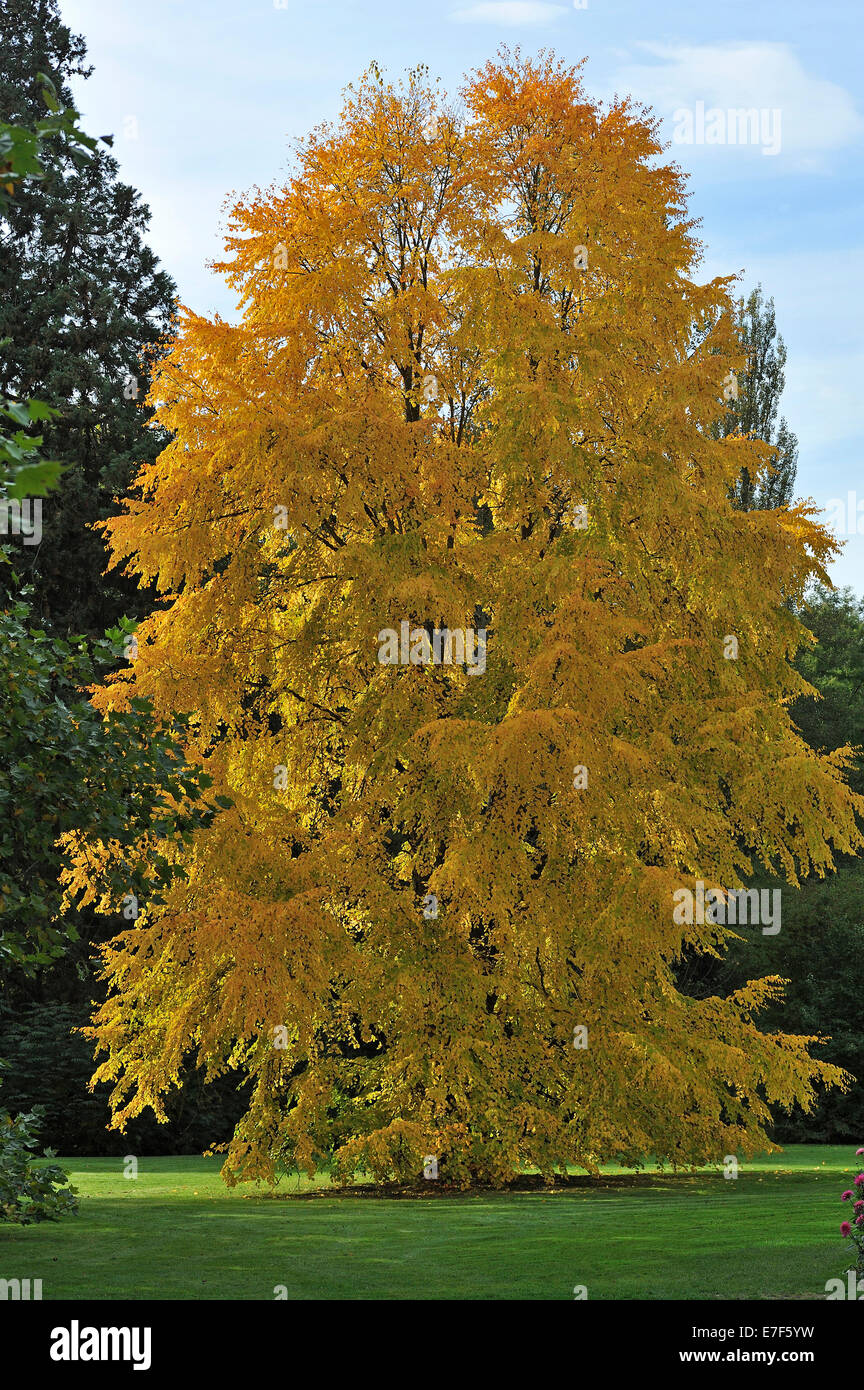 Katsura Tree (Cercidiphyllum japonicum) in autumn colours, Mainau, BadenWürttemberg, Germany