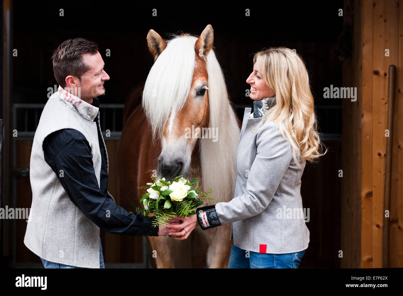Man giving a woman flowers, Tyrolean Haflinger eating the flowers, North Tyrol, Austria Stock Photo