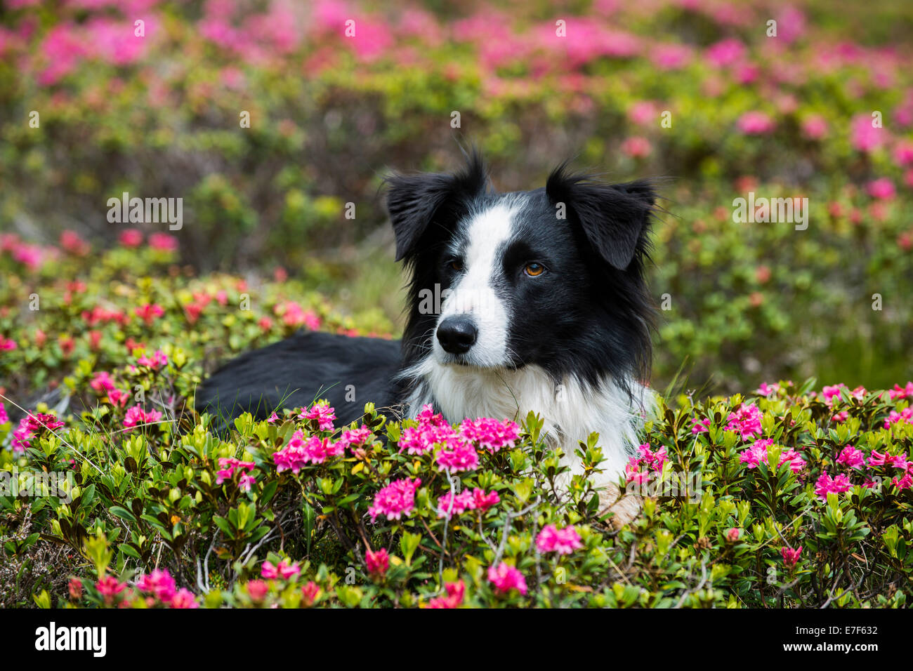 Black and white Border Collie sitting amid blooming rhododendrons, North Tyrol, Austria Stock Photo