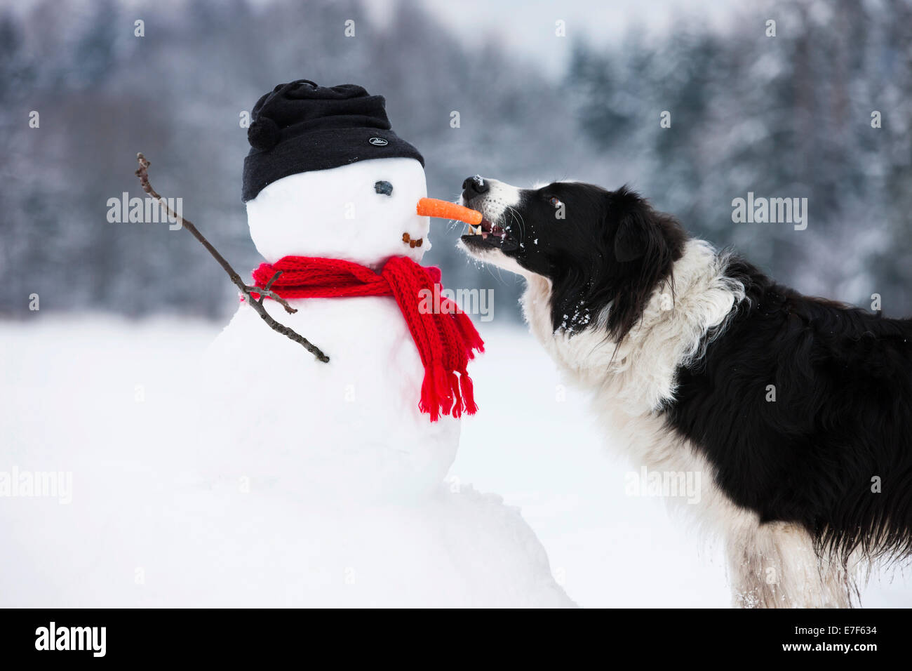 Border Collie, black and white, biting carrot nose of snowman, North Tyrol, Austria Stock Photo
