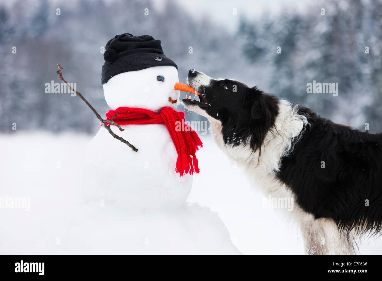 Border Collie, black and white, biting carrot nose of snowman, North Tyrol, Austria Stock Photo